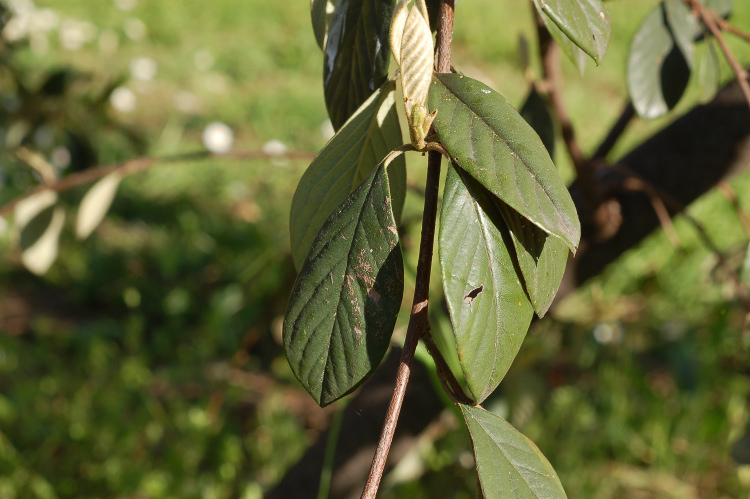 Phylloporia ribis